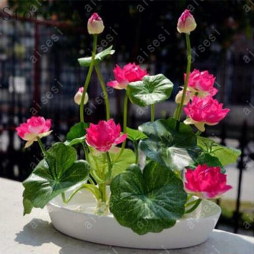 Premium Bonsai Bowl Lotus Seeds 5 Seeds Pack Hot
