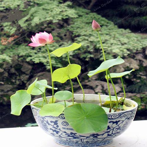 Premium Bonsai Bowl Lotus Seeds 5 Seeds Pack Hot