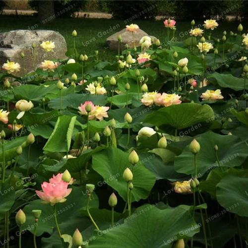 Premium Bonsai Bowl Lotus Seeds 5 Seeds Pack Hot