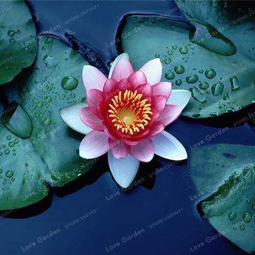 Premium Bonsai Bowl Lotus Seeds 5 Seeds Pack Hot