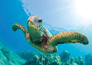 Product Hilton Turtle Reef Snorkel