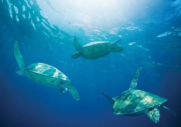 Product Hilton Turtle Reef Snorkel