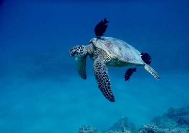 Product Waikiki Morning Turtle Snorkel