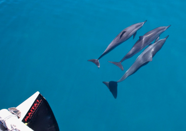 Product Tradewind Sail