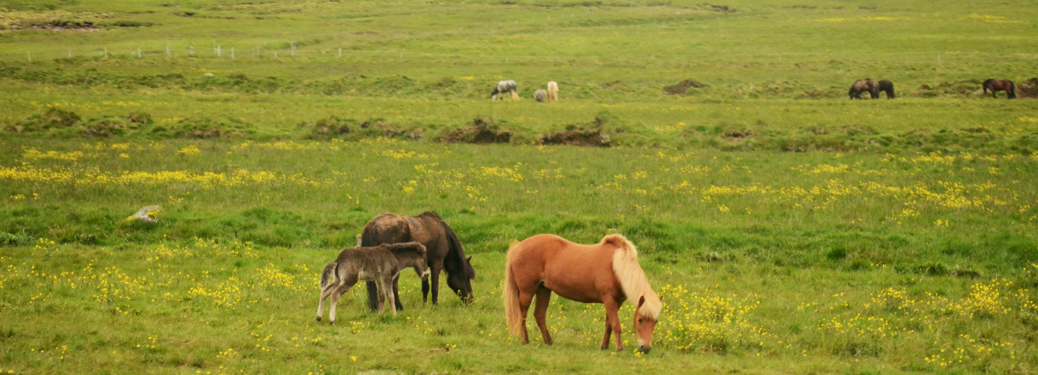 Icelandic Horses