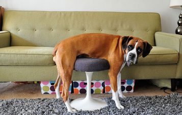 25 Cats And Dogs Losing The Battle With Human Furniture