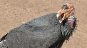 Photo of a California Condor