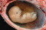 Prenatal Development Lifespan Development Prenatal Development Lifespan Development