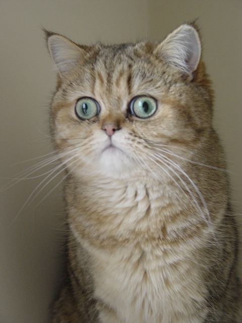 The cutest cat ever, gazing off to the left: tawny-colored fur, green eyes, stubby little ears.