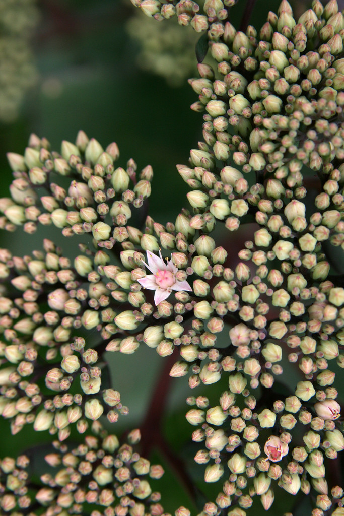 A flower begins to bloom amidst many flower buds.