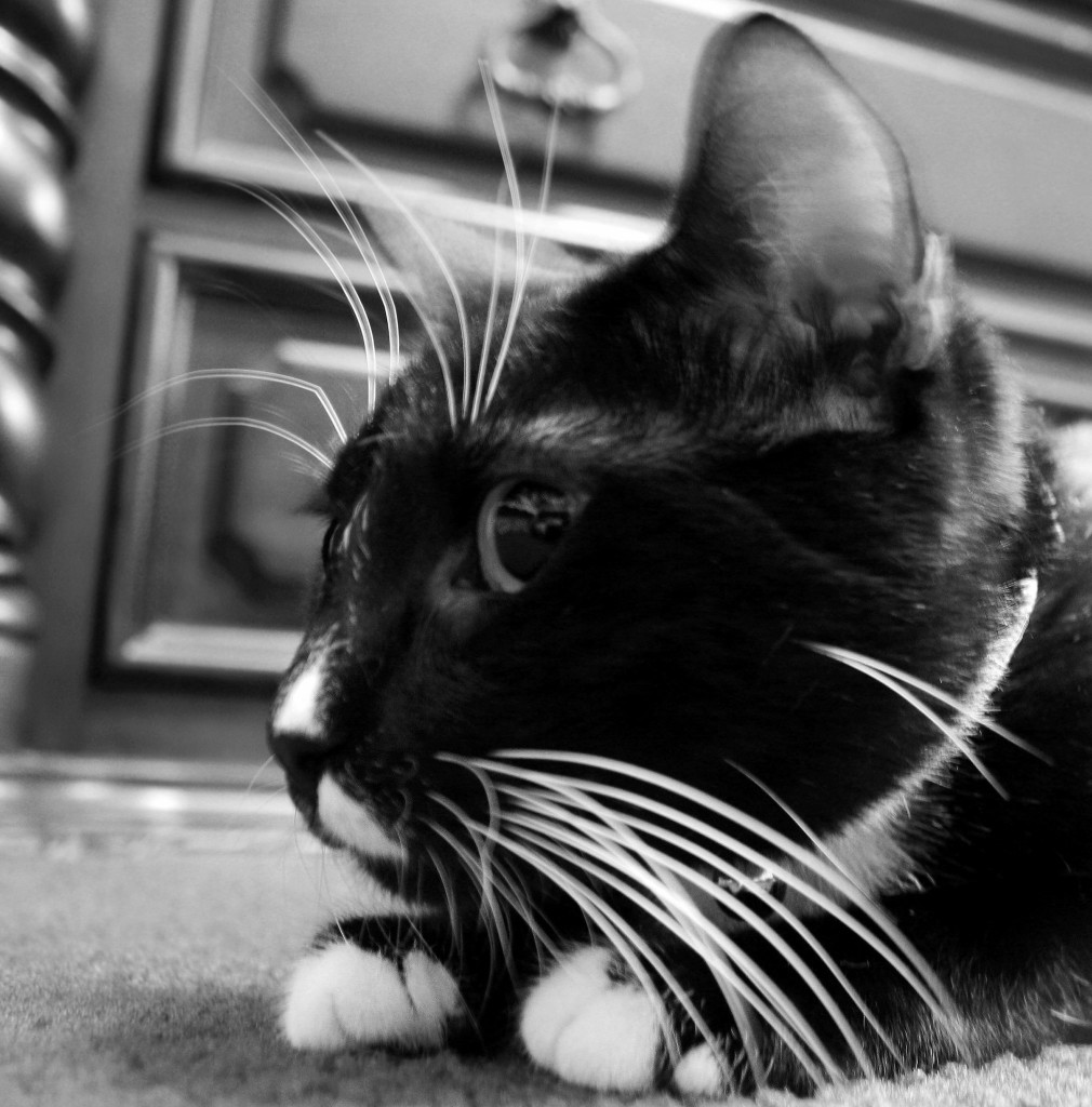 Close-up of a wide-eyed, adorable cat with prominent whiskers and large ears.