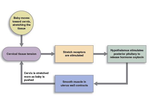 Feedback Loops Anatomy And Physiology I Feedback Loops Anatomy And Physiology I