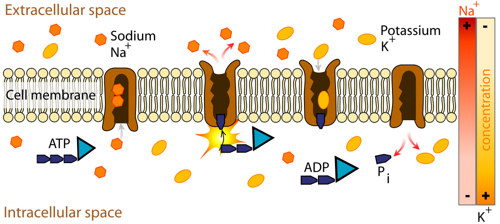 Both ions are moved against their electrochemical gradients, so the transport requires hydrolysis of 1 ATP. Because an unequal number of charges are transported across the cell membrane, there is a net negative charge on the inside of the membrane due to the operation of the sodium potassium pump.