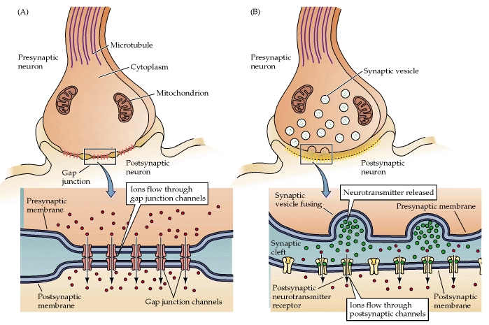 Structure of an chemical synapse, with a presynaptic neuron and close-up of the membrane.