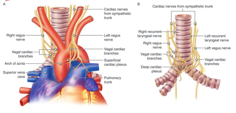 Dually innervated cardiac nerves.