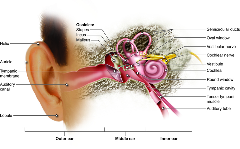 Physiology Of Hearing Anatomy