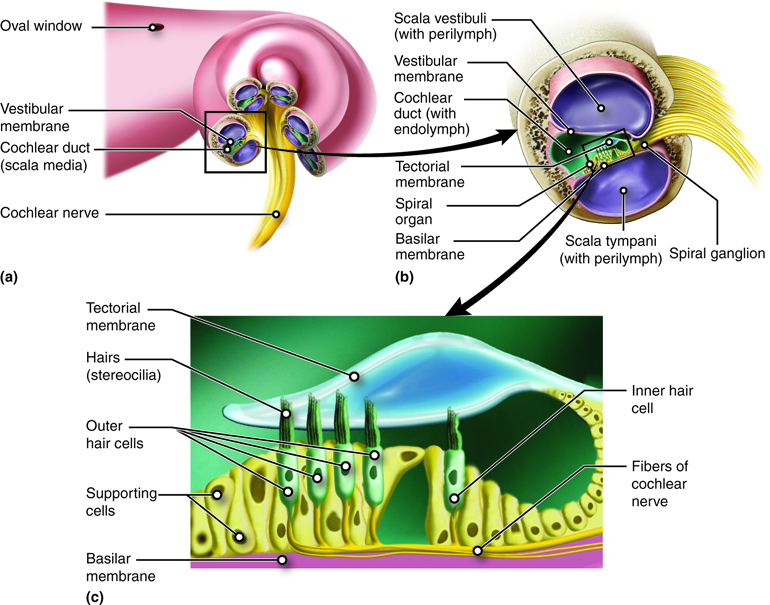 Special Senses Hearing Audition And Balance Anatomy And Physiology I