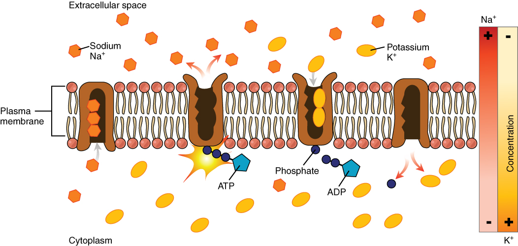 Phospholipid Middle Management