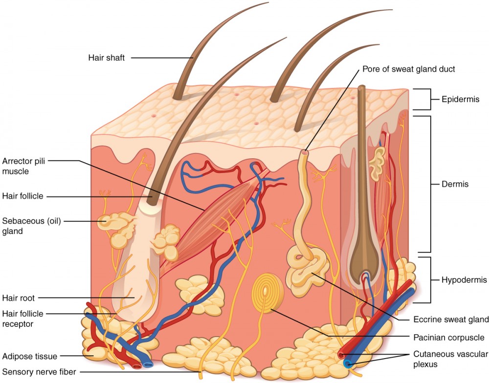 Female muscles, split skin layer, rear view on white bckground