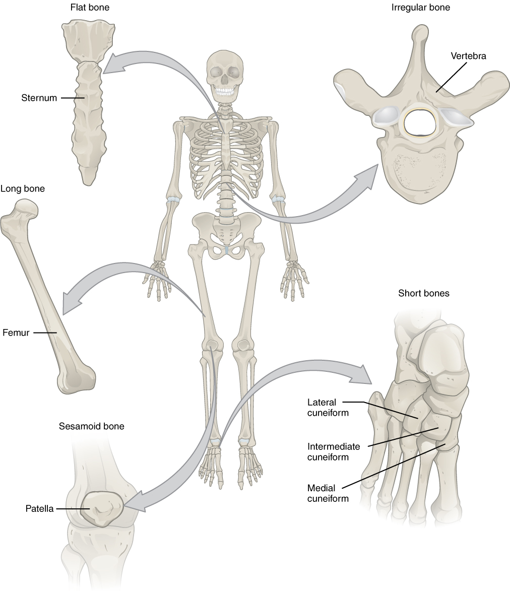 list of flat bones