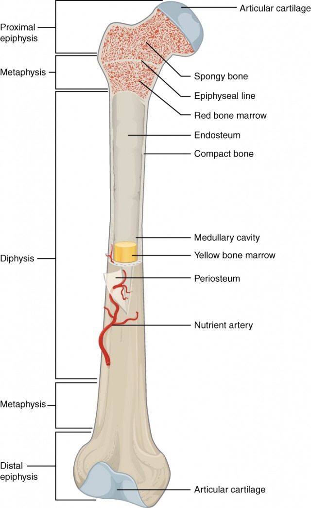 Skeleton Bone Chart