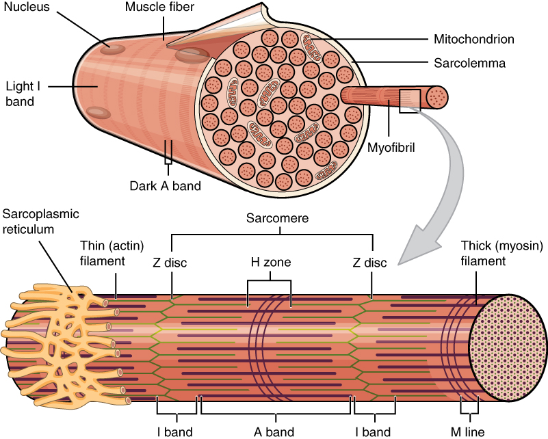 parts of skeletal muscle