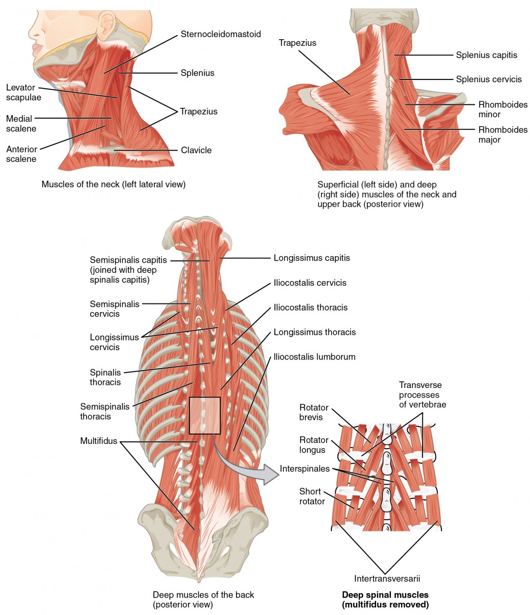 Axial Muscles Of The Head Neck And Back Anatomy And Physiology I
