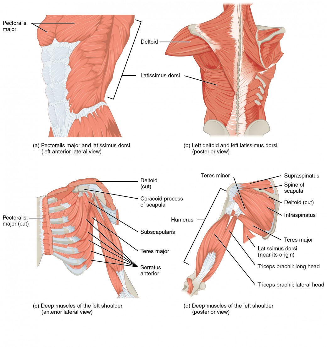 https://s3-us-west-2.amazonaws.com/courses-images-archive-read-only/wp-content/uploads/sites/18/2014/07/19181747/1119_Muscles_that_Move_the_Humerus.jpg?utm_source=chatgpt.com