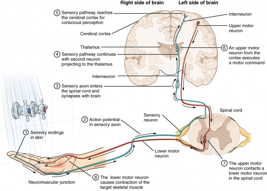 lower motor neuron location