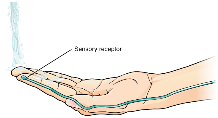 The Function of Nervous Tissue | Anatomy and Physiology I