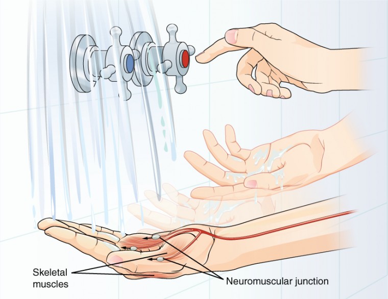 This diagram shows the later steps of Figure 12.13. A hand is placed under flowing water. The axon of a motor neuron travels down the forearm and then branches as it reaches the hand. Each branch synapses with a different skeletal muscle in the hand. The synapse between the axon branches and the muscle is a neuromuscular junction. An impulse travelling down the motor neuron will cause the skeletal muscles to contract, resulting in muscle movement. In this case, the movement results in the person adjusting the faucet dials to change the temperature of the water.