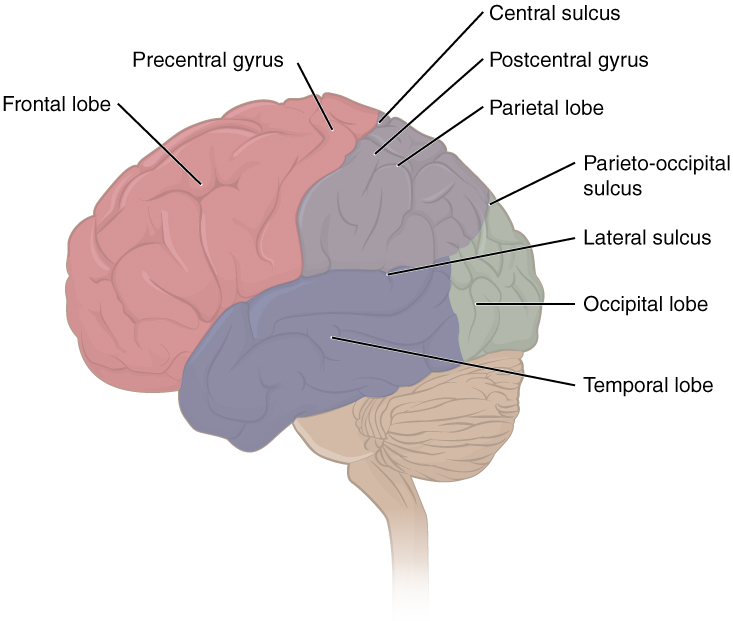 brain lateral view left