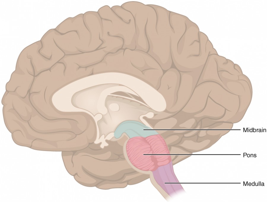 cerebellum location