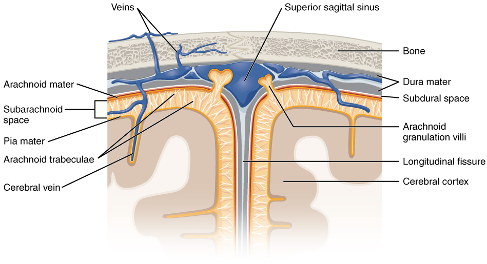 1316 Meningeal LayersN 