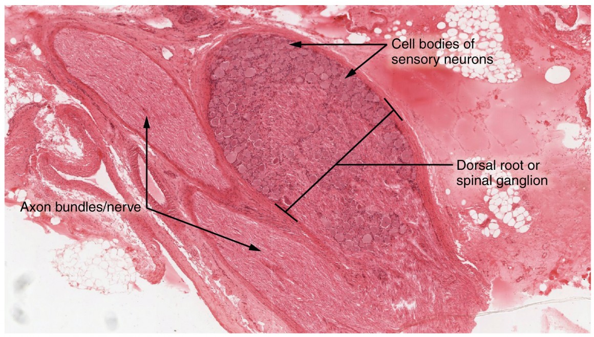 nerve cell microscope labeled