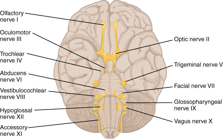 The Peripheral Nervous System Anatomy And Physiology I