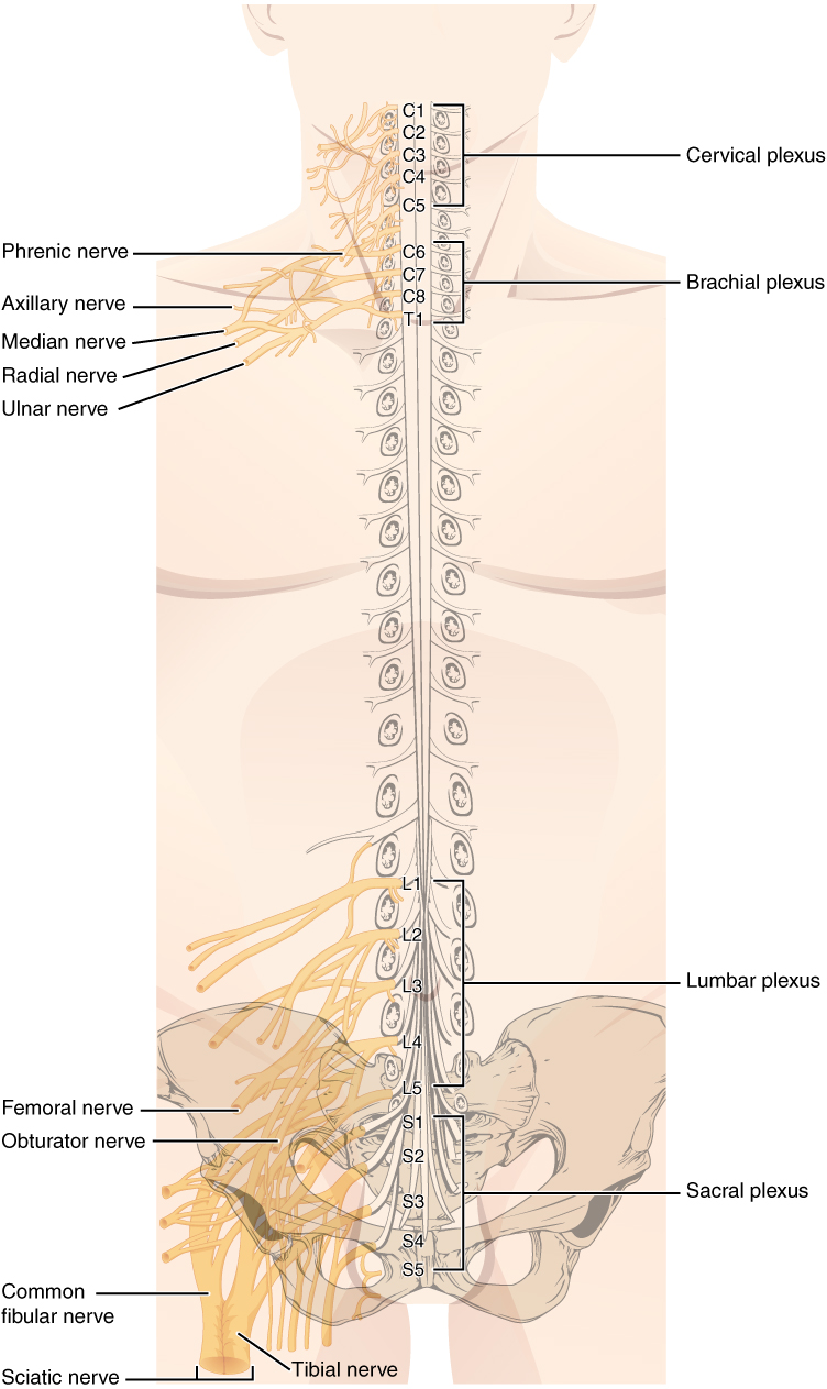 The Peripheral Nervous System | Anatomy and Physiology I