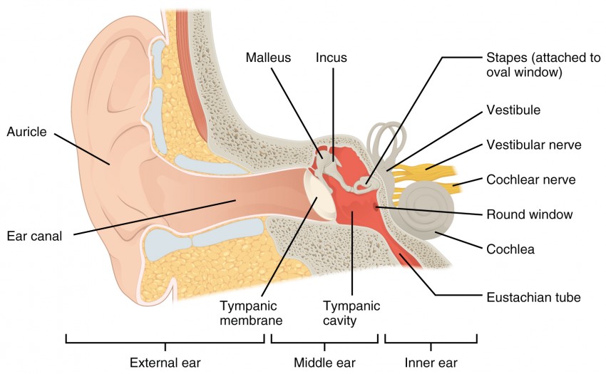 Malleus, incus and stapes make up the ossicles in ear