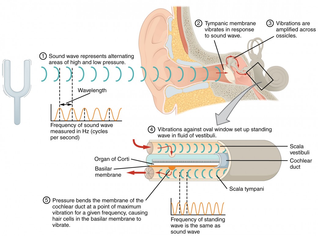 What structure of the ear contains the malleus, incus, and stapes