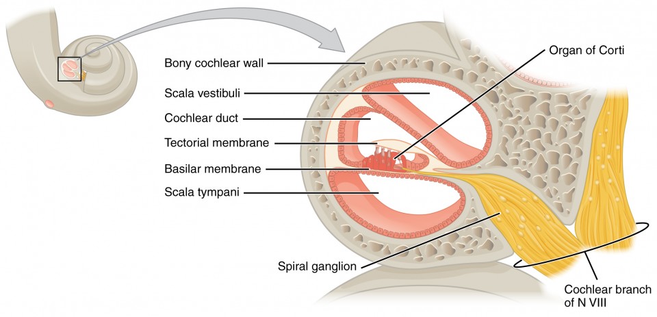 What structure of the ear contains the malleus, incus, and stapes