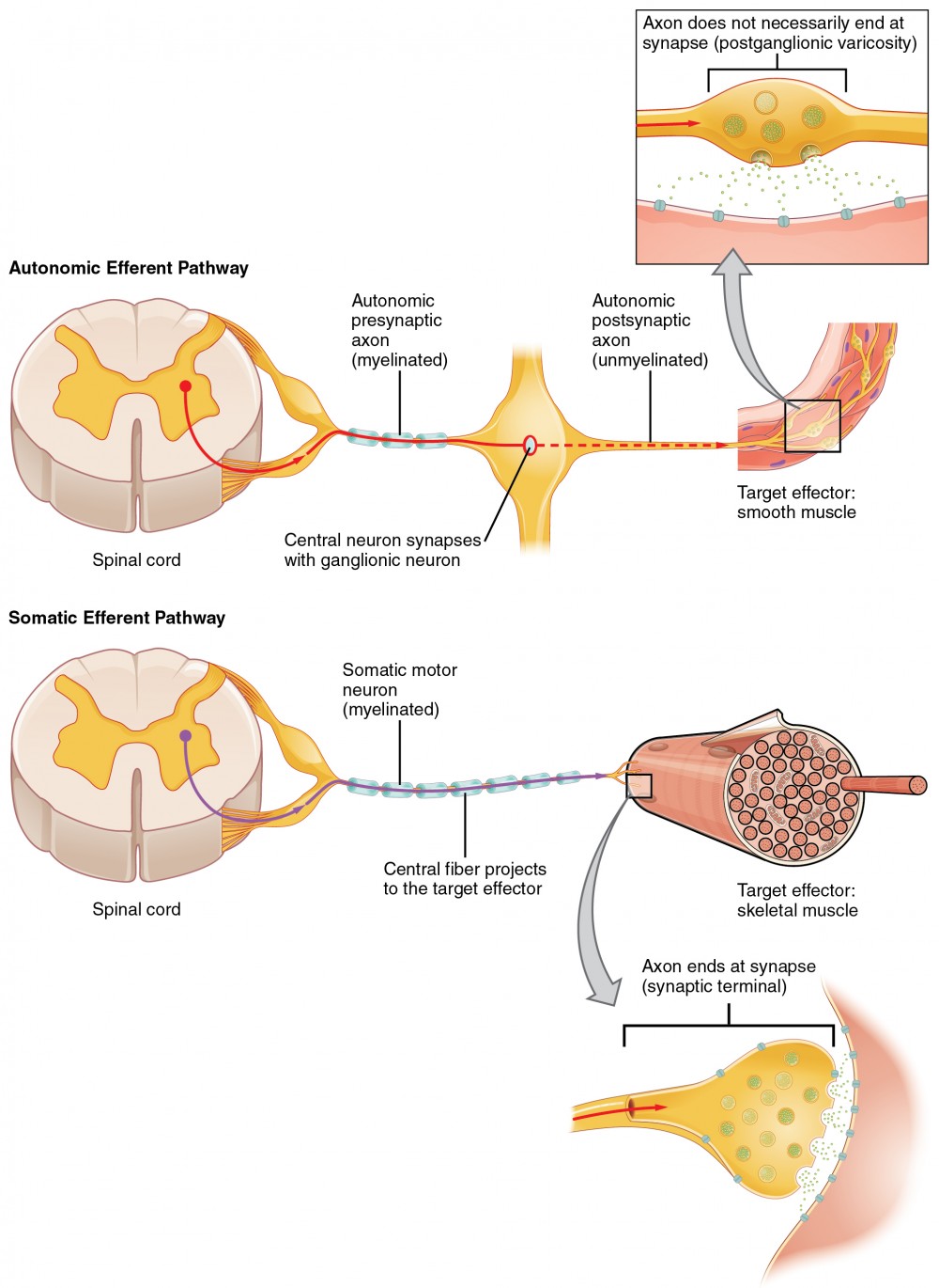 Autonomic Reflexes And Homeostasis Anatomy And Physiology I