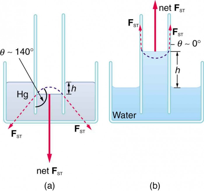 Water Cohesion Diagram