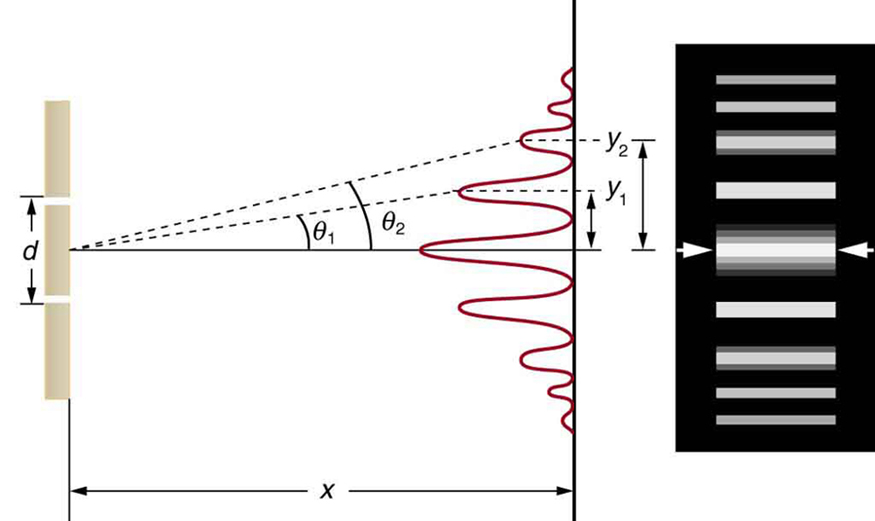 La figure est constituée de deux parties disposées côte à côte. Le diagramme de la partie gauche montre une disposition à double fente ainsi qu'un graphique de la configuration d'intensité résultante sur un écran distant. Le graphique est orienté verticalement, de sorte que les pics d'intensité s'étendent vers l'extérieur et vers la gauche de l'écran. Le pic d'intensité maximum se trouve au centre de l'écran, et des pics moins intenses apparaissent de part et d'autre du centre. Ces pics deviennent progressivement plus faibles en s'éloignant du centre, et sont symétriques par rapport au pic central. La distance entre le maximum central et le premier pic plus faible est notée y sub 1, et la distance entre le maximum central et le second pic plus faible est notée y sub 2. L'illustration de droite montre des barres horizontales épaisses et lumineuses sur un fond sombre. Chaque barre horizontale est alignée avec l'un des pics d'intensité de la première figure.