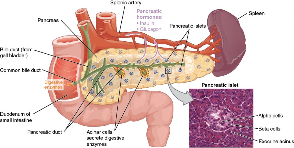 https://s3-us-west-2.amazonaws.com/courses-images-archive-read-only/wp-content/uploads/sites/403/2015/04/21031221/1820_The_Pancreas.jpg?utm_source=chatgpt.com