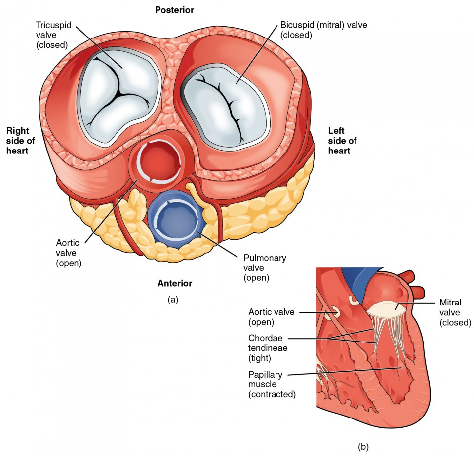 Heart chamber anatomy PI - UpToDate