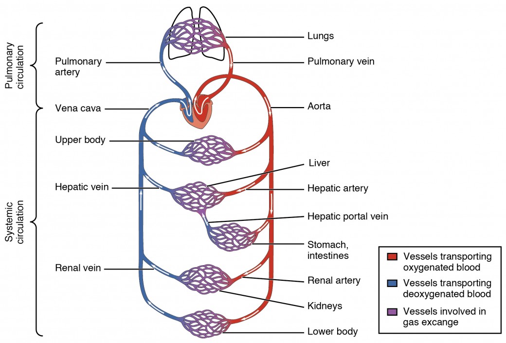 Structure And Function Of Blood Vessels Anatomy And Physiology II Structure And Function Of Blood Vessels Anatomy And Physiology II