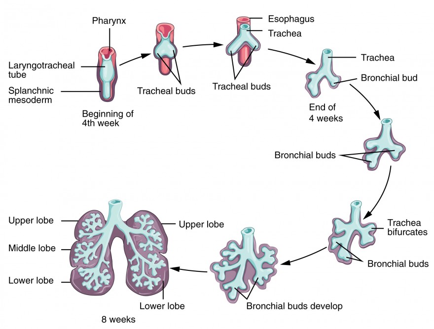 respiratory system flow chart for kids