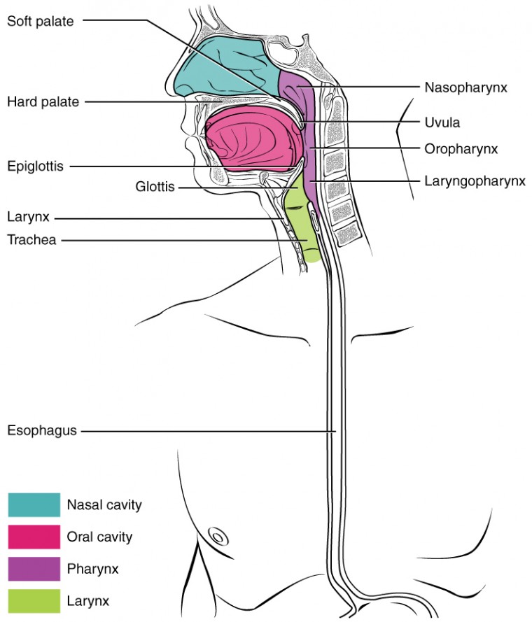 The Mouth Pharynx And Esophagus Anatomy And Physiology II