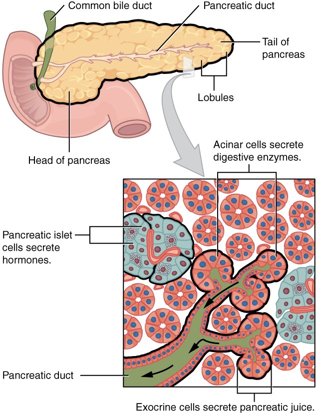 Parts of the Stomach and Their Functions