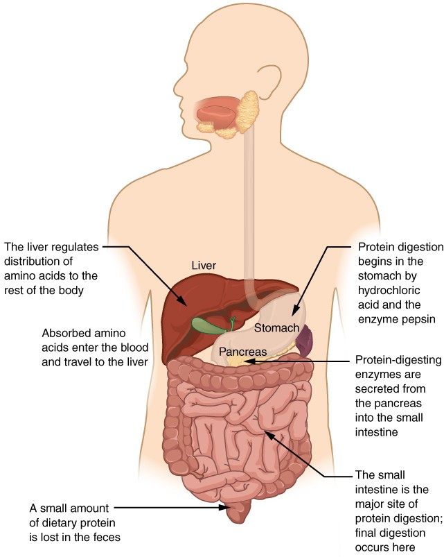 Protein Digestion Chart